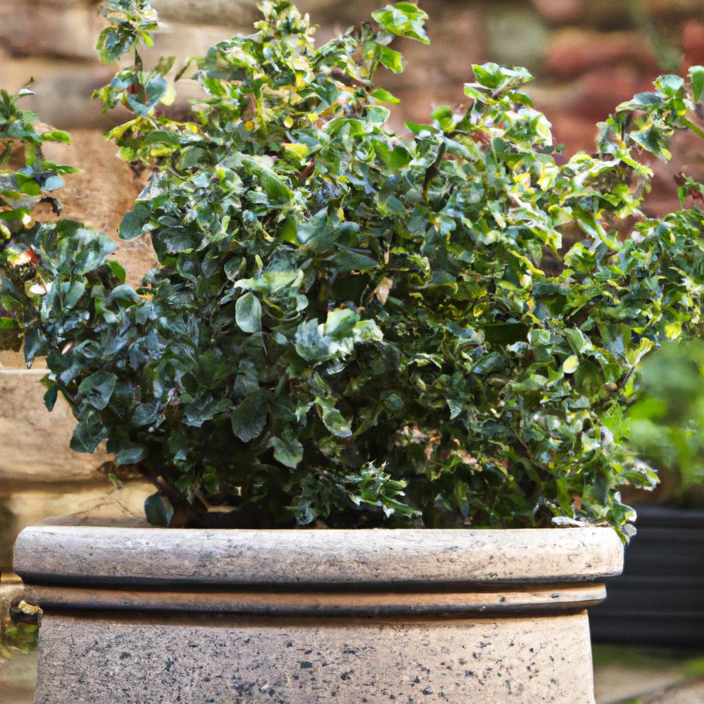 Jaký je ideální květináč pro buxus