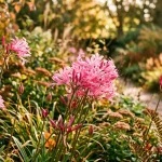 Kvetoucí růžová Nerine bowdenii v podzimní zahradě